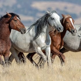 Photo of Intermediate Horses- OFFSITE- MON 3pm