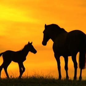 Photo of Beginning Horses-OFFSITE- Tue 3:00pm