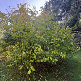 Spicebush item