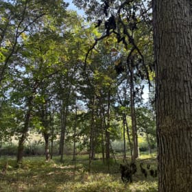 Swamp White Oak Grove Sign item