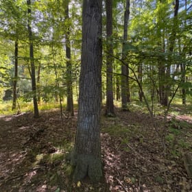 Black Birch item