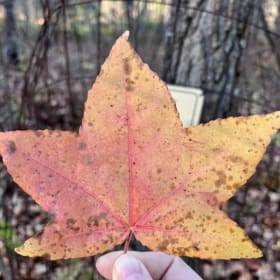 Sweet Gum item
