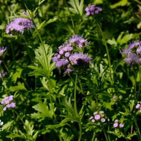 Gregg's Mistflower item