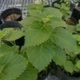 Texas Lantana item