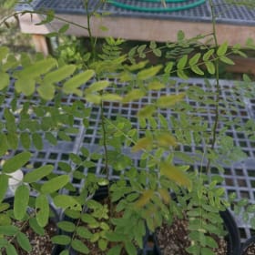 False Indigo Bush item