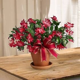 Photo of 6" Christmas Cactus Plant (Colors Vary)
