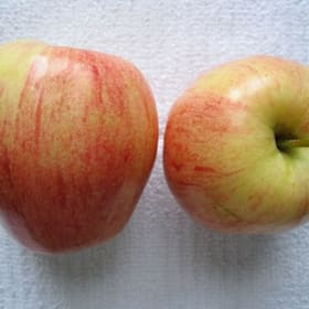 Photo of Full Case Gala