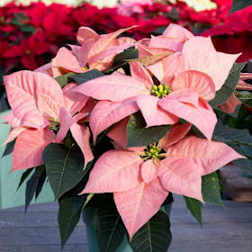 8" Poinsettia item