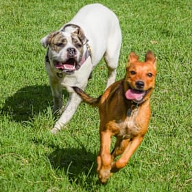 Photo of Lucky Dog Pet Lodge Stay