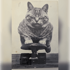 Photo of Item # 18 – Pair of Framed Postcards – Sleepy Kittehs