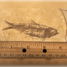 Photo of Knightia Fish Fossil #1