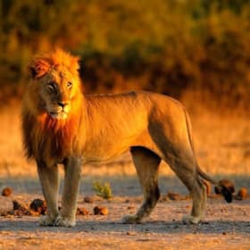 Adventure of a Lifetime: Botswana Luxury Safari item