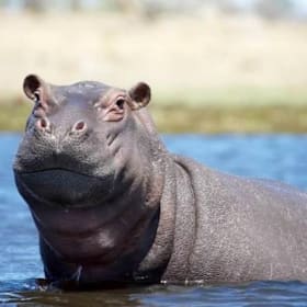 Adventure of a Lifetime: Botswana Luxury Safari item