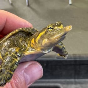 Florida Softshell Trio item