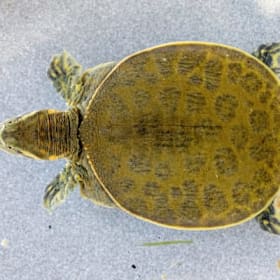 Florida Softshell Trio item
