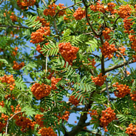 Photo of Rowan