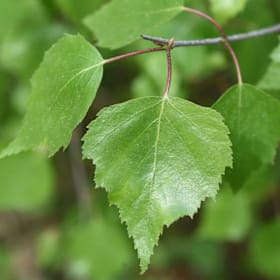 Photo of Silver Birch