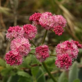 Photo of Eriogonum grande rubescens—1 gallon