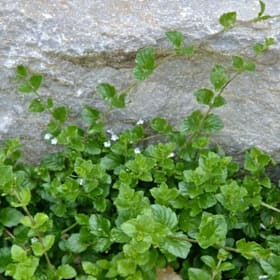Photo of Clinopodium douglasii—4"