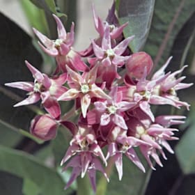 Photo of Asclepias speciosa—1 gallon