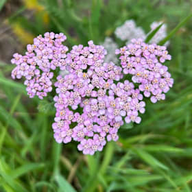 Photo of Achillea millefolium 'Island Pink'—1 gallon