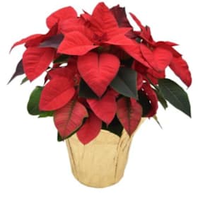Photo of 6.5" Poinsettia - White