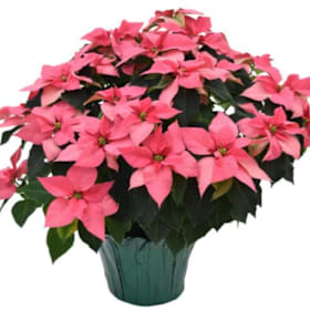 Photo of 10" Poinsettia - Red