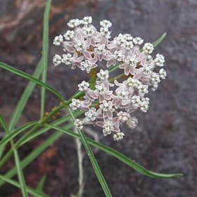 Photo of Asclepias fascicularis—1 gallon