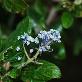 Photo of Ceanothus arboreus