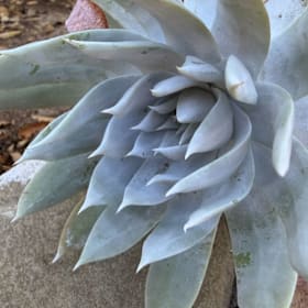 Photo of Dudleya brittonii