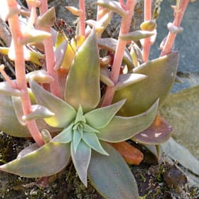 Photo of Dudleya cymosa
