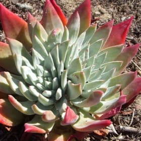 Photo of Dudleya farinosa