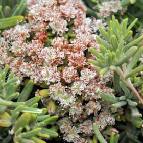 Photo of Eriogonum arborescens—1 gallon