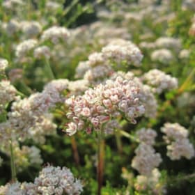 Photo of Eriogonum fasciculatum 'Theodore Payne'—1 gallon
