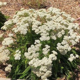 Photo of Achillea millefolium 'Sonoma Coast'—4"