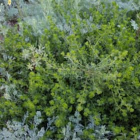 Photo of Baccharis pilularis 'Pigeon Point' —4"
