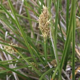 Photo of Carex praegracilis —4"