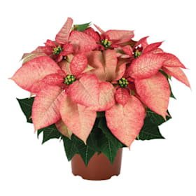 Photo of Pink  Poinsettia Plant - 6" pot