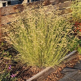 Photo of Bouteloua gracilis 'Blonde Ambition' — 1 gallon