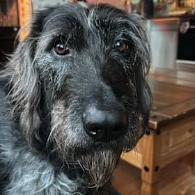 Photo of Sponsor a Dog