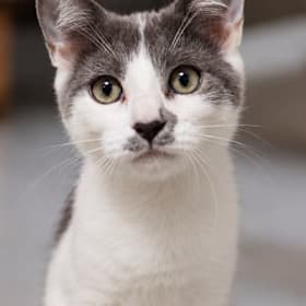 Photo of Sponsor a Cat