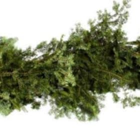 Photo of 25 ft. Balsam Garland