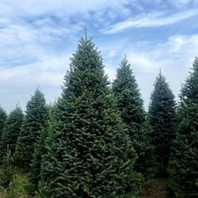Photo of 7'-8' Balsam Fir Tree