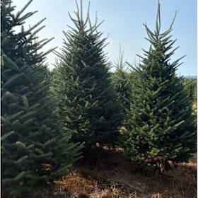 Photo of 6'-7' Frasier Fir Tree