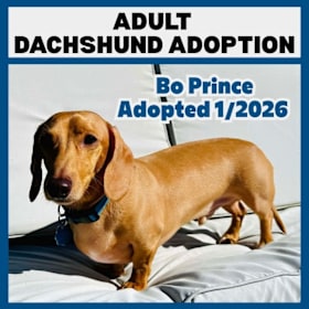 Photo of Adult Dachshund Adoption