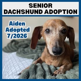 Photo of Senior Dachshund Adoption