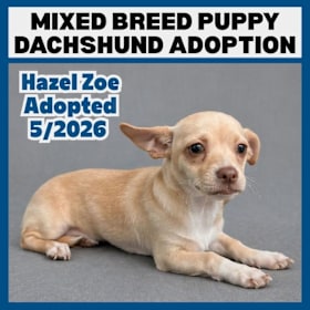Photo of Mixed Breed Puppy Dachshund Adoption