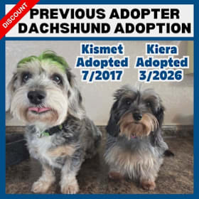 Photo of Discount - Previous Adopter Dachshund Adoption