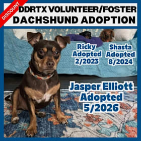 Photo of Discount - DDRTX Volunteer/Foster Dachshund Adoption