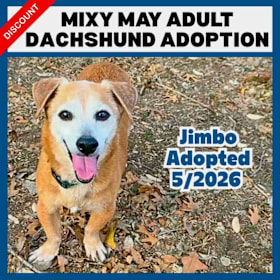 Photo of Discount - Mixy May Adult Dachshund Adoption